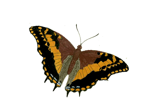 Birds and Butterflies Butterfly Illustration 25 Artwork