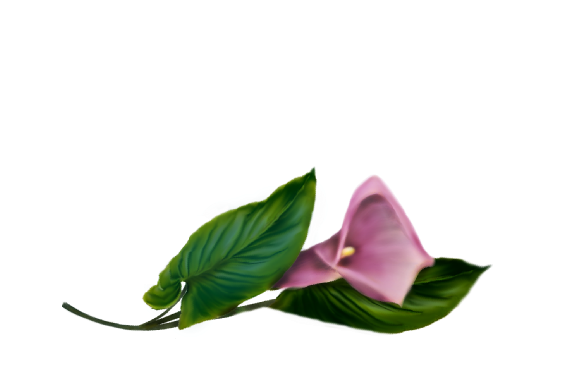 Spring Flowers, Autumn Leaves, Grapes Calla Lily (fuschia) Artwork