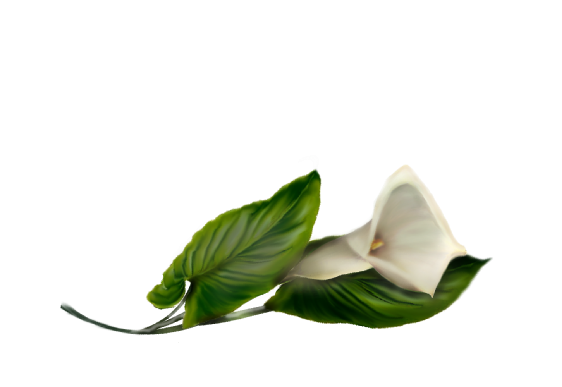 Spring Flowers, Autumn Leaves, Grapes Calla Lily (white) Artwork