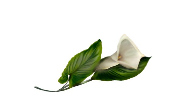 Winter and Holiday Calla Lily Artwork