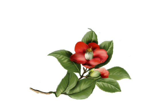 Spring Flowers, Autumn Leaves, Grapes Camelia Flower Artwork