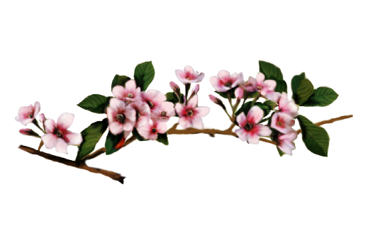Cultural Illustrations Illustration - Cherry Blossoms Artwork