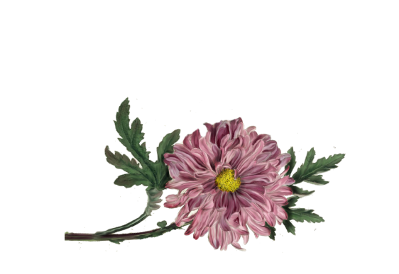 Spring Flowers, Autumn Leaves, Grapes Chrysanthemum Artwork