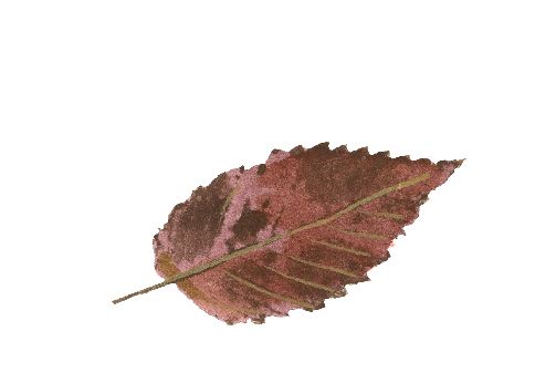 Spring Flowers, Autumn Leaves, Grapes Colorful Ironwood Leaf Artwork