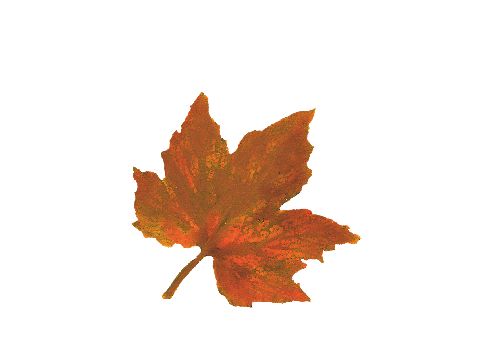 Spring Flowers, Autumn Leaves, Grapes Colorful Orange Sugar Maple Leaf Artwork