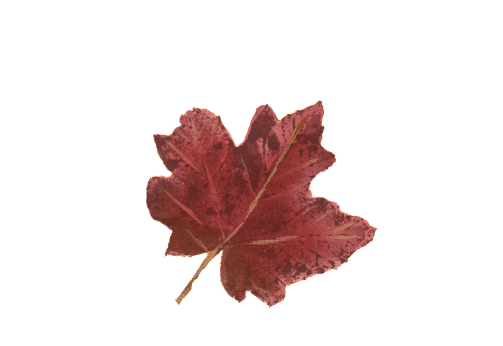 Spring Flowers, Autumn Leaves, Grapes Colorful Red Maple Leaf Artwork