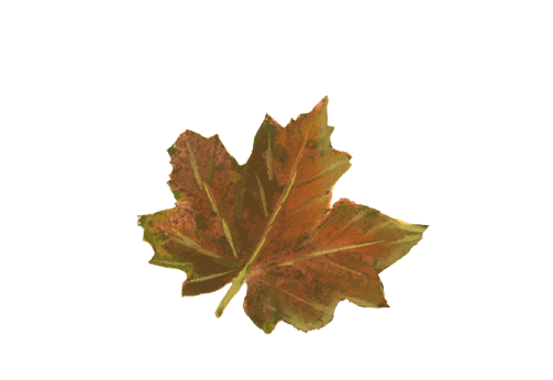 Spring Flowers, Autumn Leaves, Grapes Colorful Sugar Maple Leaf Artwork