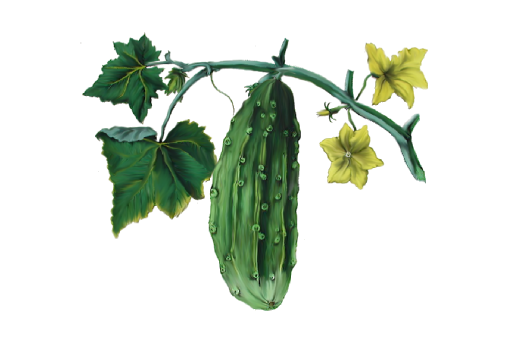 Spring Flowers, Autumn Leaves, Grapes Cucumber Artwork