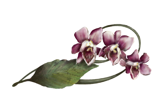 Spring Flowers, Autumn Leaves, Grapes Cymbidium Orchid Artwork