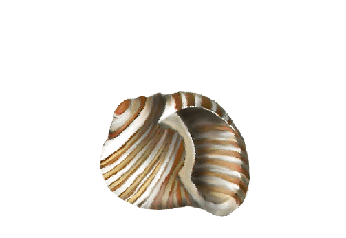 Seashells, Fish, and Beach Dog Whelk Shell Artwork