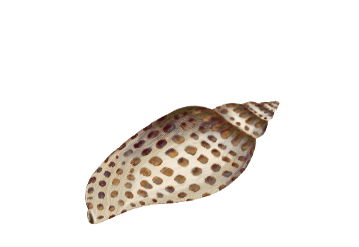 Seashells, Fish, and Beach Dove Shell Artwork