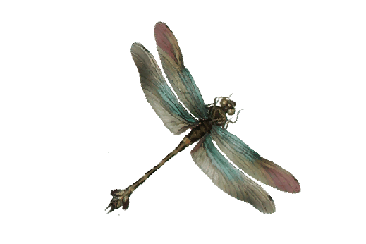 Cultural Illustrations Dragonfly 3 Artwork