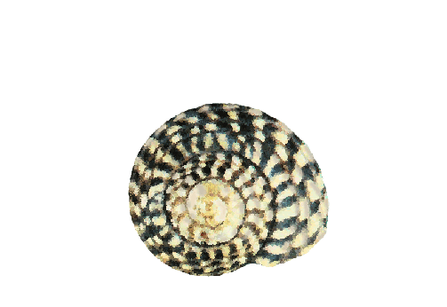 Seashells, Fish, and Beach Fig Shell Artwork