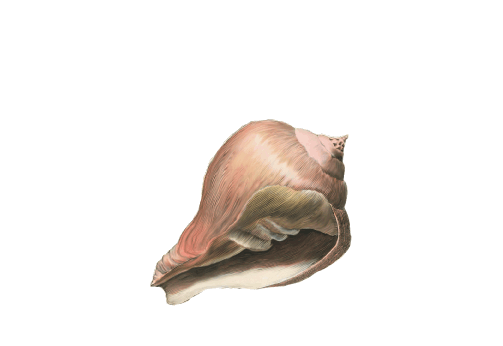 Seashells, Fish, and Beach Fighting Conch Shell 2 Artwork