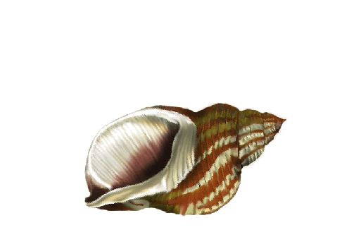 Seashells, Fish, and Beach Frog Shell Artwork