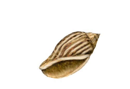 Seashells, Fish, and Beach Furrow Pupa Shell Artwork