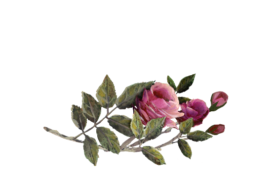 Spring Flowers, Autumn Leaves, Grapes Fuschia Rose Artwork