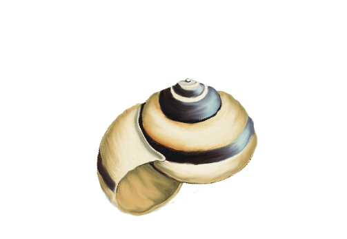 Seashells, Fish, and Beach Gaudy Nautica Shell Artwork