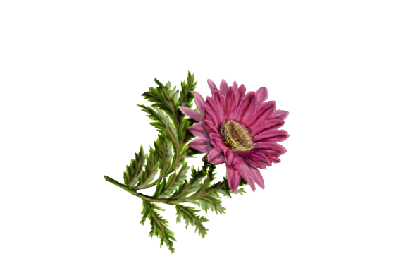 Spring Flowers, Autumn Leaves, Grapes Gerbera Daisy (pink) Artwork