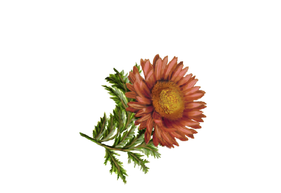 Spring Flowers, Autumn Leaves, Grapes Gerbera Daisy (rust) Artwork