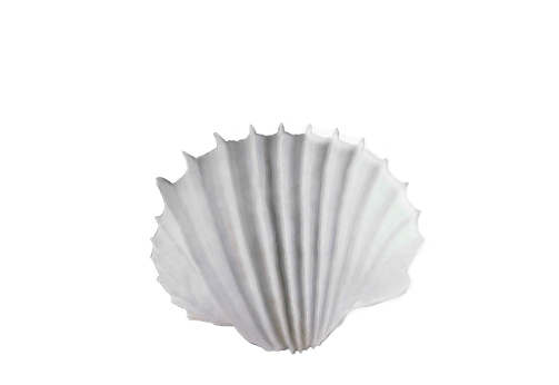 Seashells, Fish, and Beach Giant Clam Shell Artwork