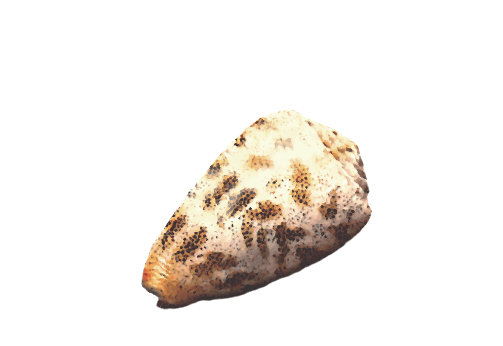 Seashells, Fish, and Beach Gibbous Olive Shell Artwork