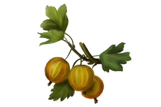 Spring Flowers, Autumn Leaves, Grapes Gooseberry Artwork