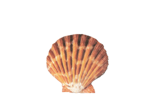 Seashells, Fish, and Beach Great Scallop Shell Artwork