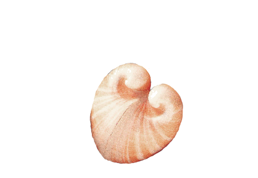Seashells, Fish, and Beach Heart Clam Shell Artwork