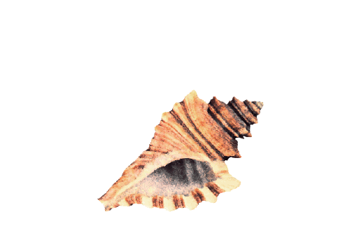 Seashells, Fish, and Beach Horse Conch Shell Artwork