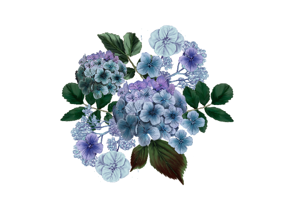 Spring Flowers, Autumn Leaves, Grapes Hydrangea (blue)  Flower Painting Illustration Artwork