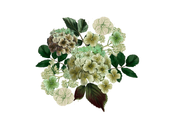 Spring Flowers, Autumn Leaves, Grapes Hydrangea (ivory)  Flower Painting Illustration Artwork