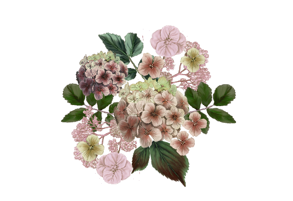 Spring Flowers, Autumn Leaves, Grapes Hydrangea (pink)  Flower Painting Illustration Artwork