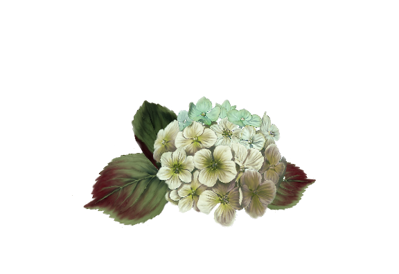 Spring Flowers, Autumn Leaves, Grapes Hydrangea Single (ivory) Flower Painting Illustration Artwork
