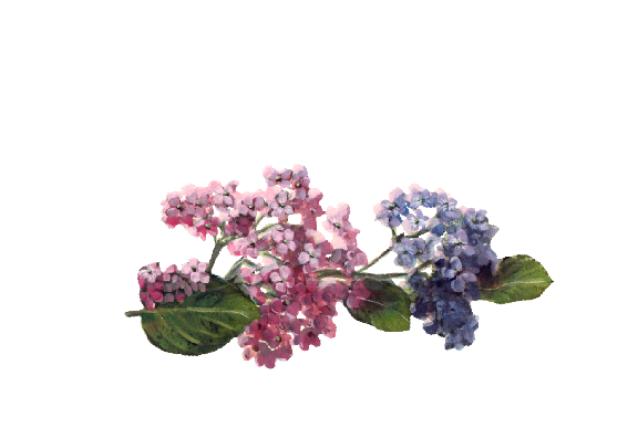 Spring Flowers, Autumn Leaves, Grapes Hydrangea Sprig (pink & blue)  Flower Painting Illustration Artwork