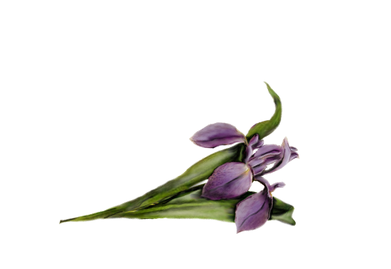 Spring Flowers, Autumn Leaves, Grapes Iris Artwork