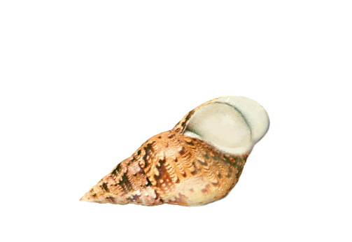 Seashells, Fish, and Beach Island Snail Shell Artwork