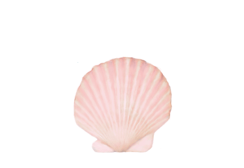 Seashells, Fish, and Beach Japanese Sun Shell Artwork