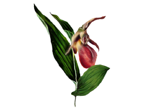 Spring Flowers, Autumn Leaves, Grapes Lady Slipper Orchid Artwork