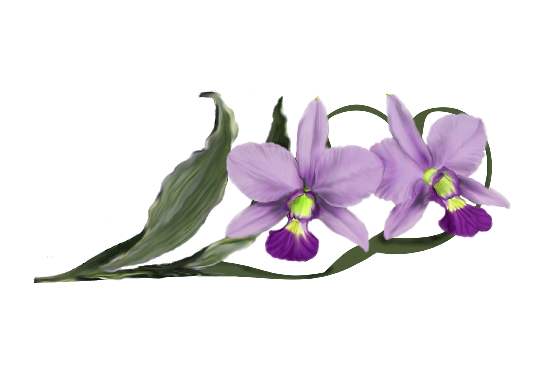 Spring Flowers, Autumn Leaves, Grapes Laelia Orchid Artwork