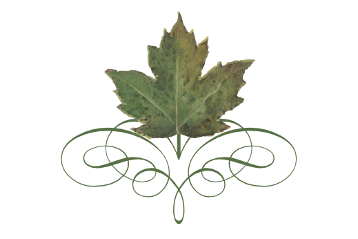 Spring Flowers, Autumn Leaves, Grapes Leaf Flourish 13 Artwork