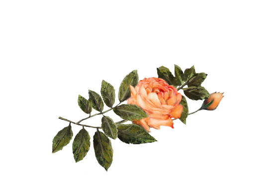 Spring Flowers, Autumn Leaves, Grapes Light Orange Rose Artwork