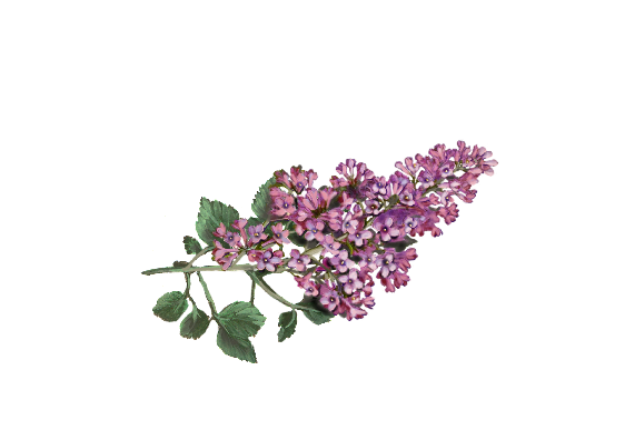 Spring Flowers, Autumn Leaves, Grapes Lilac Artwork