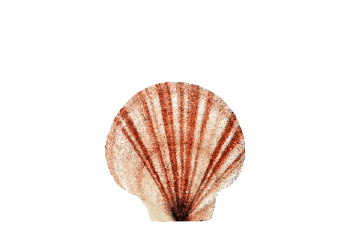 Seashells, Fish, and Beach Lion's Paw Shell Artwork