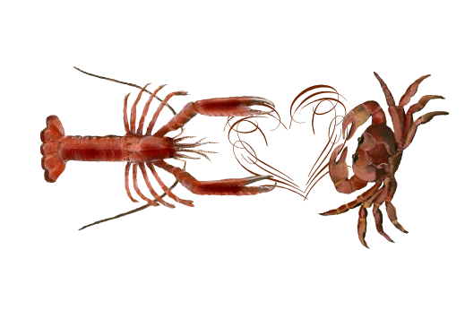 Seashells, Fish, and Beach Lobster Love Artwork