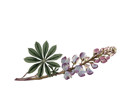 Spring Flowers, Autumn Leaves, Grapes Lupine Artwork