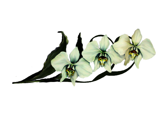 Spring Flowers, Autumn Leaves, Grapes Moon Orchid (ivory) Artwork