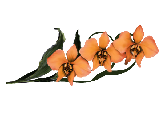 Spring Flowers, Autumn Leaves, Grapes Moon Orchid (orange) Artwork