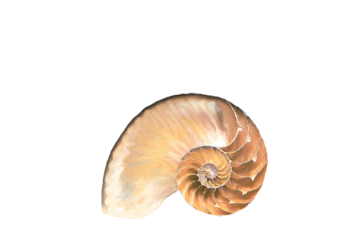 Seashells, Fish, and Beach Moon Snail Shell Artwork