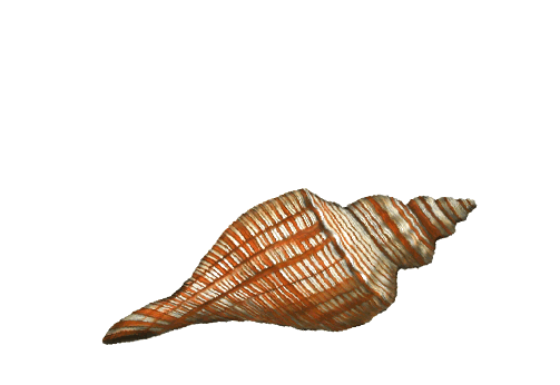 Seashells, Fish, and Beach Murex Shell Artwork